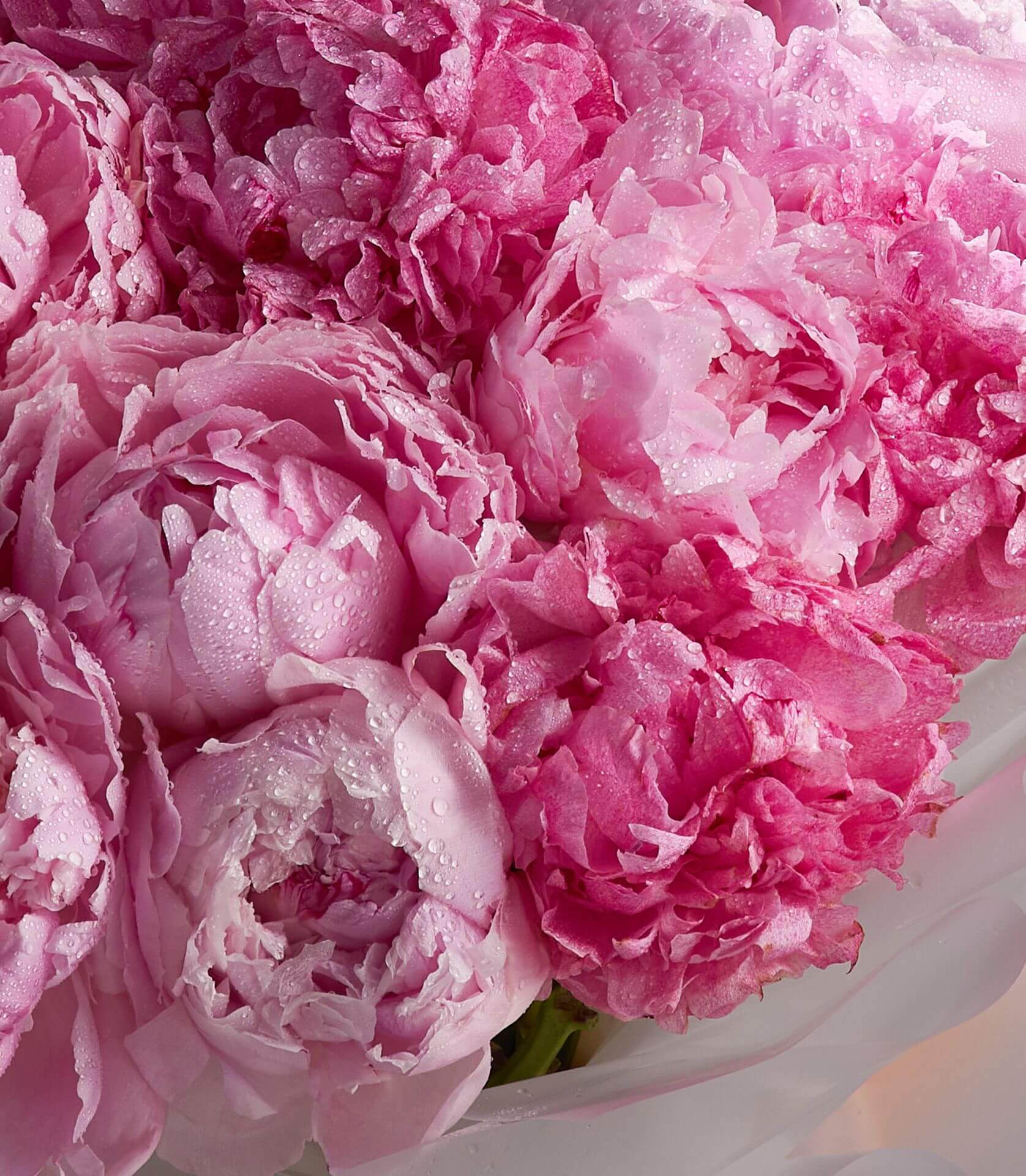 Blushing Peony Bundle