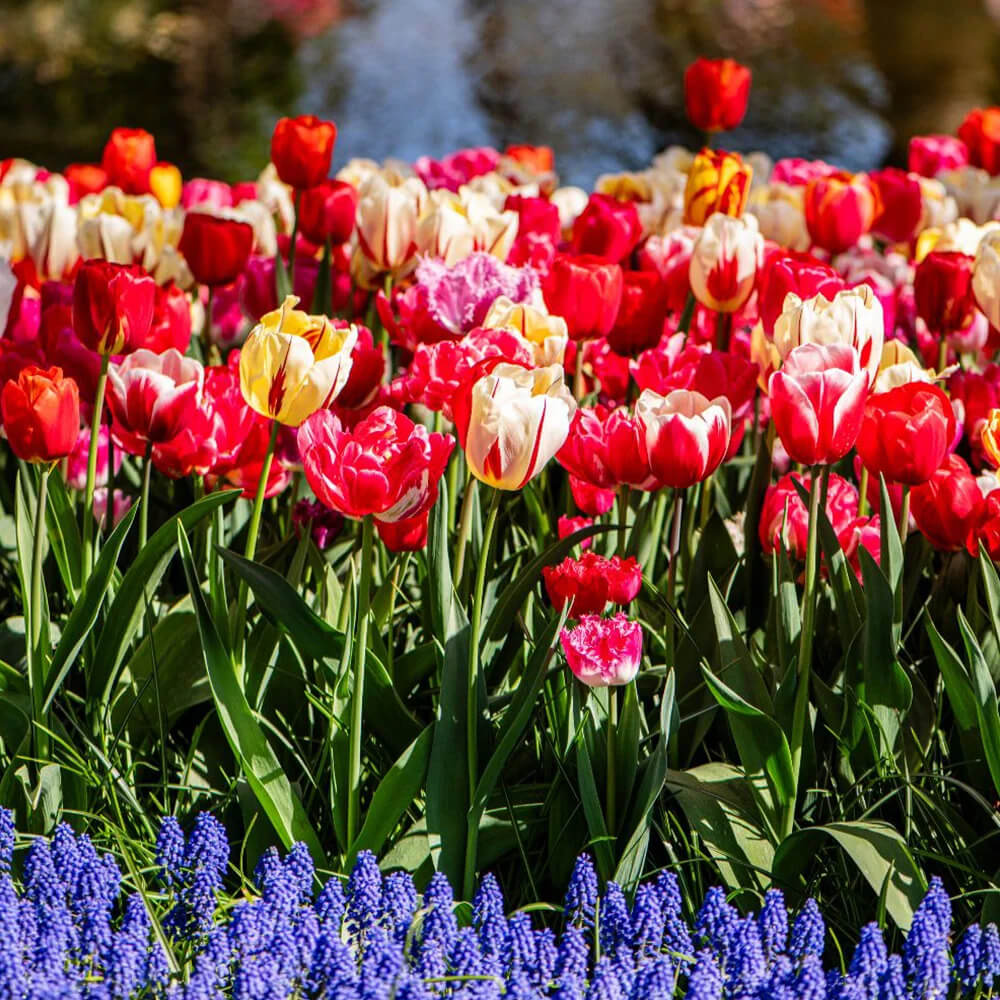 Garden Tulip Medley
